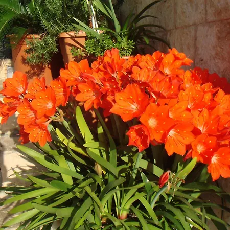 Apartment Jasmine Deluxe With Super-king Bed, Large Sun Terrace And Spectacular Views